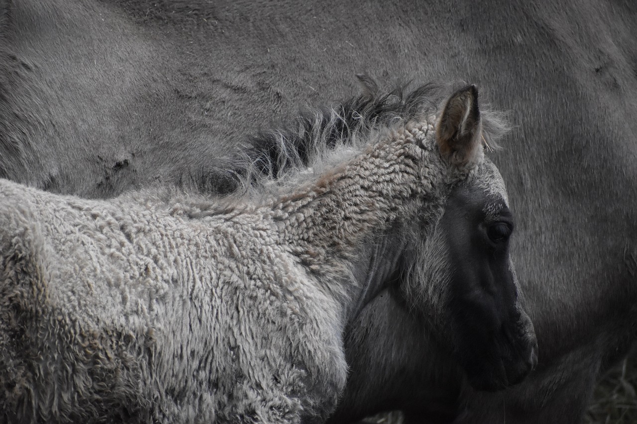 verantwoord fokken is essentieel voor het welzijn van dieren en het behoud van gezonde rassen. ontdek de principes en voordelen van ethisch verantwoorde fokpraktijken.