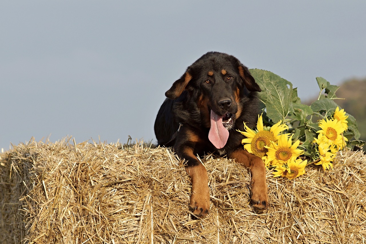 verantwoord fokken is essentieel voor het behoud van gezonde en gelukkige dieren. ontdek de principes van ethisch fokken en de voordelen voor zowel de dieren als hun eigenaren.