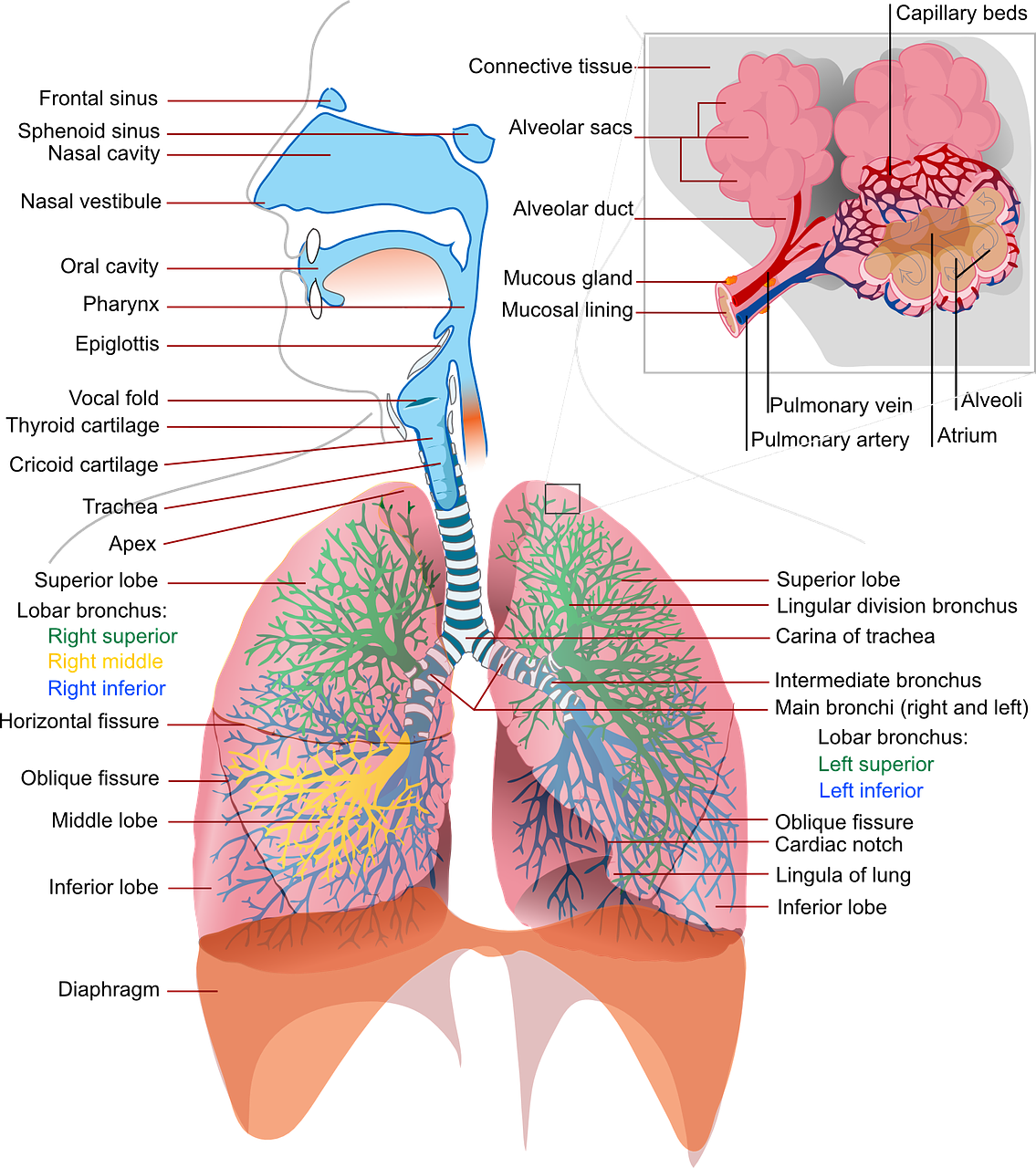 ontdek de fascinerende wereld van anatomie en leer alles over de structuur en functie van het menselijk lichaam. verken de verschillende organen, systemen en hun interacties in dit uitgebreide overzicht.