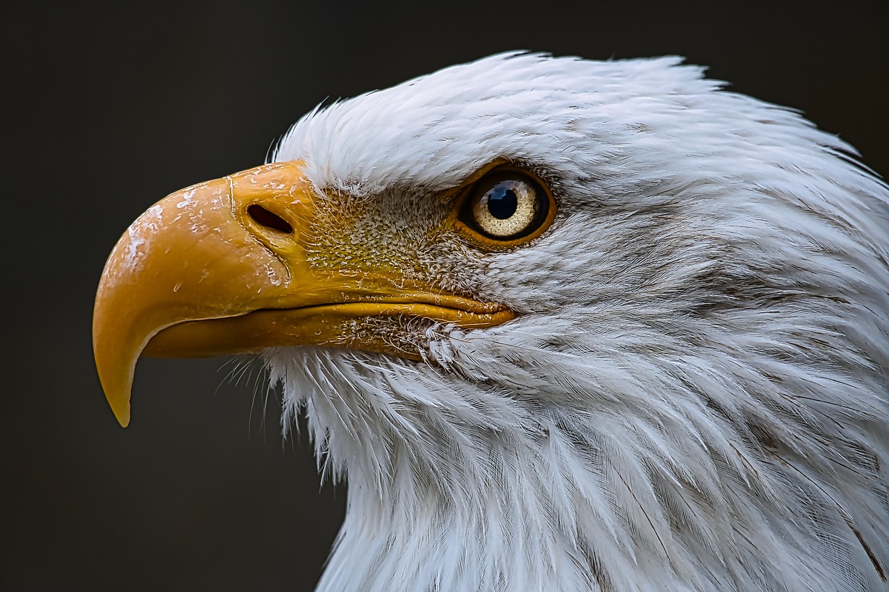 ontdek de fascinerende wereld van roofvogels. leer over verschillende soorten, hun levenscyclus, en hun rol in het ecosysteem. een gids voor natuurliefhebbers en vogelspotters.