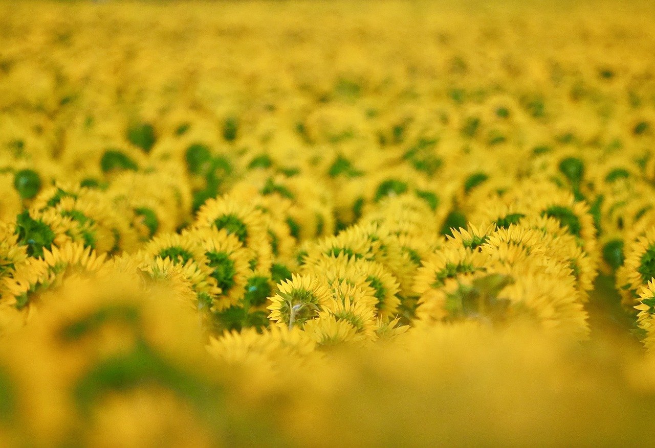 ontdek de wonderen van biodiversiteit en het belang ervan voor onze planeet. leer hoe verschillende ecosystemen samenwerken om leven te ondersteunen en welke stappen we kunnen nemen om deze natuurlijke rijkdom te beschermen voor toekomstige generaties.