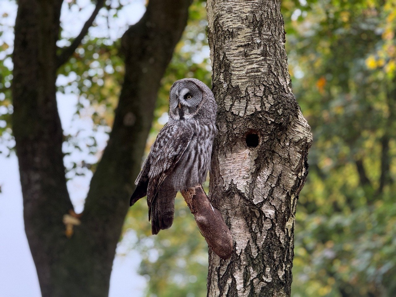 ontdek de fascinerende technieken voor het trainen en verzorgen van roofvogels. leer meer over de vaardigheden en methoden die nodig zijn om deze majestueuze dieren te begrijpen en te bestuderen.