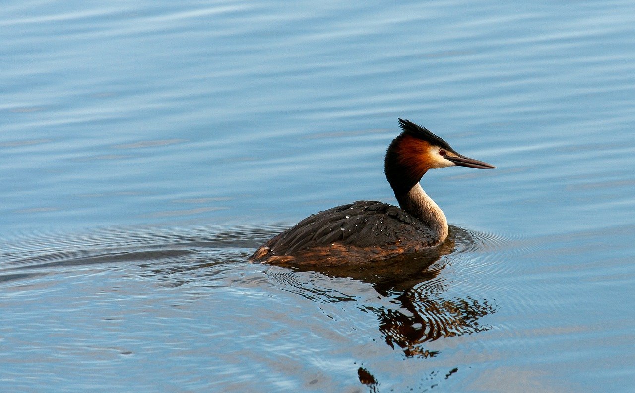 ontdek de fascinerende wereld van vogels: van kleurrijke papegaaien tot majestueuze arenden. leer meer over hun habitats, gedrag en de bescherming van deze prachtige dieren.
