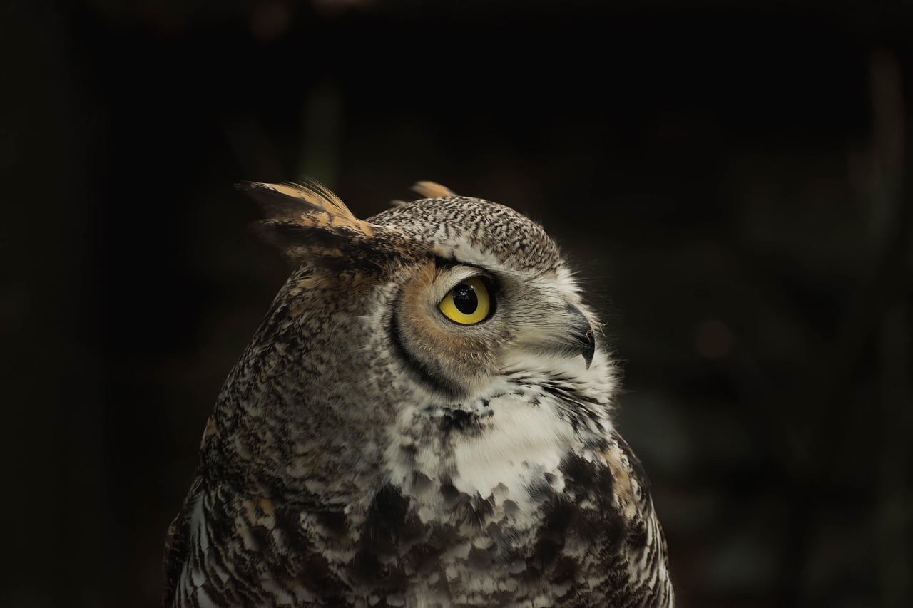 ontdek de intrigerende sociale structuren van uilen. leer hoe deze fascinerende vogels hun gemeenschappen vormen, communiceren en samenwerken in hun natuurlijke habitat.