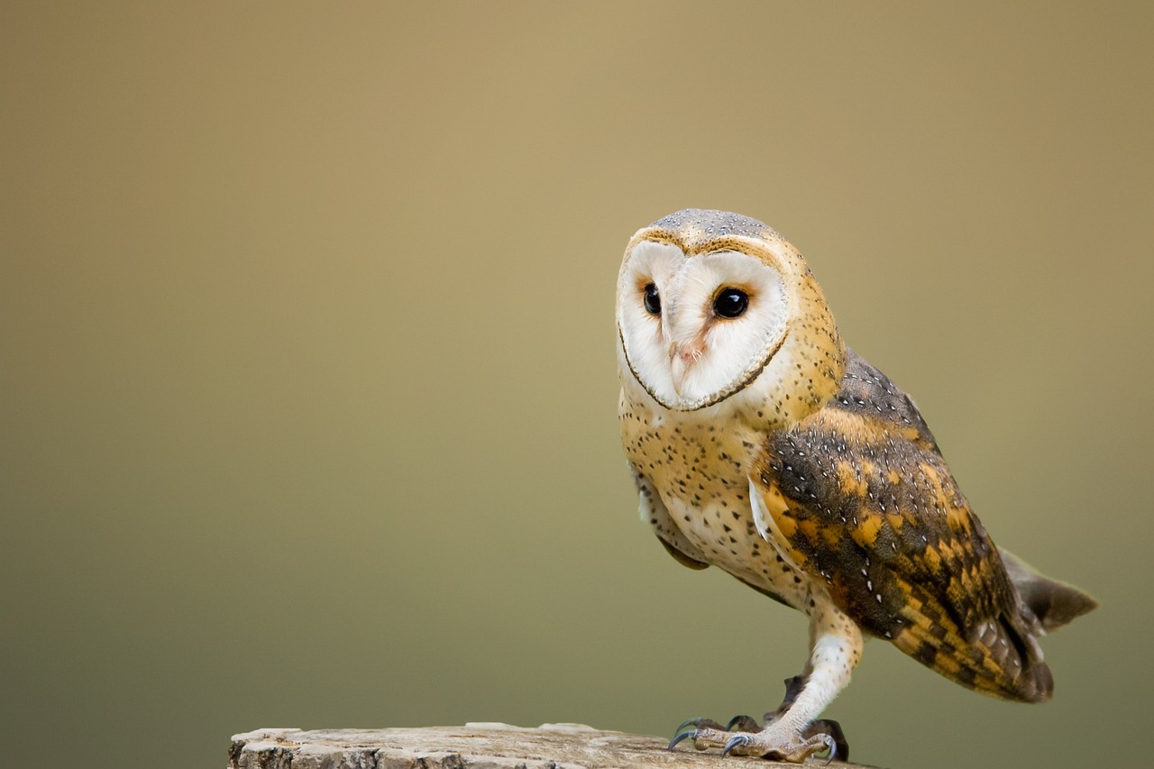 ontdek de verschillende soorten uilen en hun unieke kenmerken. leer over de variëteiten, hun habitat en gedrag, en krijg inzicht in de fascinerende wereld van deze nachtelijke jagers.