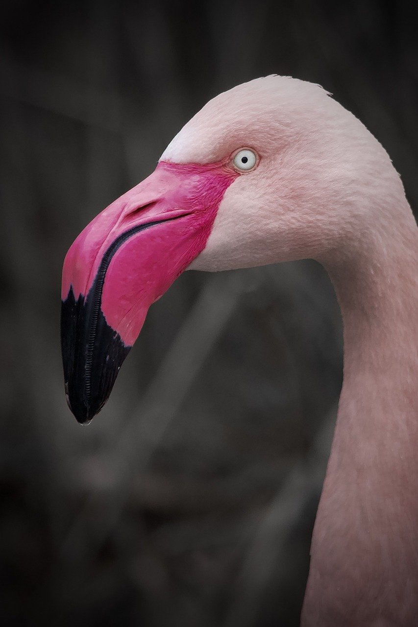 ontdek de fascinerende wereld van vogelringing, een cruciale methode voor het bestuderen en beschermen van vogels. leer meer over technieken, wetenschappelijk onderzoek en hoe jij kunt bijdragen aan de monitoring van vogelpopulaties.