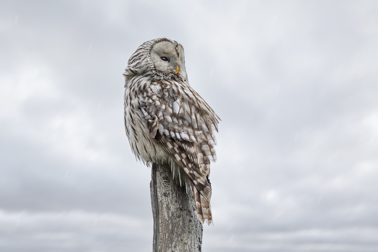 ontdek de wereld van uilenrehabilitatie: leer hoe we beschadigde uilen opvangen, verzorgen en weer in de natuur vrijlaten. samen werken we aan het behoud van deze indrukwekkende vogels.