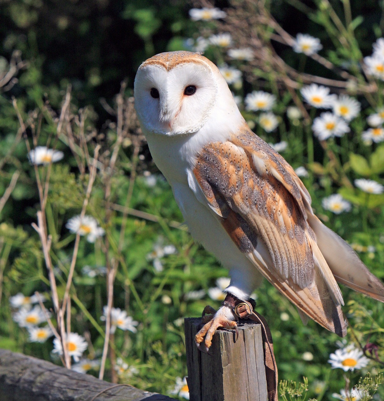 leer meer over de rehabilitatie van uilen, hun verzorging en de inspanningen om deze prachtige vogels weer in het wild te herstellen. ontdek ons programma en hoe je kunt helpen.