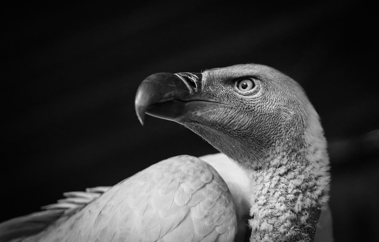 ontdek de fascinerende wereld van roofvogels. leer over hun jachttechnieken, unieke kenmerken en de verschillende soorten die de lucht doorkruisen. een must-read voor natuurliefhebbers!