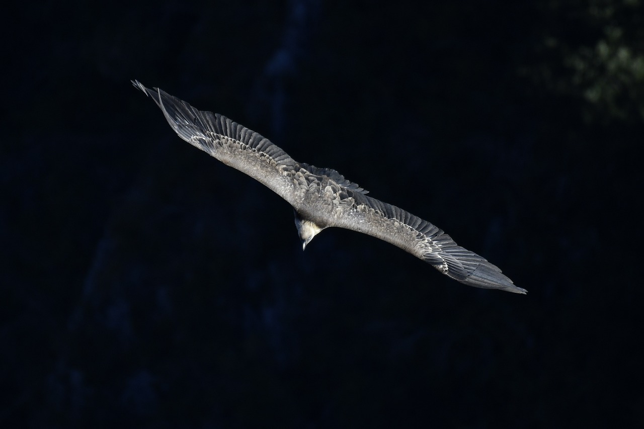 ontdek de wereld van roofvogels en hun behoud. leer meer over de inspanningen voor het behoud van deze majestueuze vogels en hoe jij kunt bijdragen aan hun bescherming en behoud in de natuur.