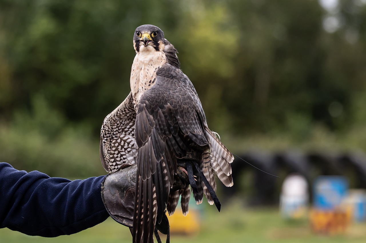 ontdek de fascinerende wereld van valkerij, waar eeuwenoude tradities en de kunst van het jagen met roofvogels samenkomen. leer meer over de technieken, soorten vogels en de unieke band tussen mens en dier.