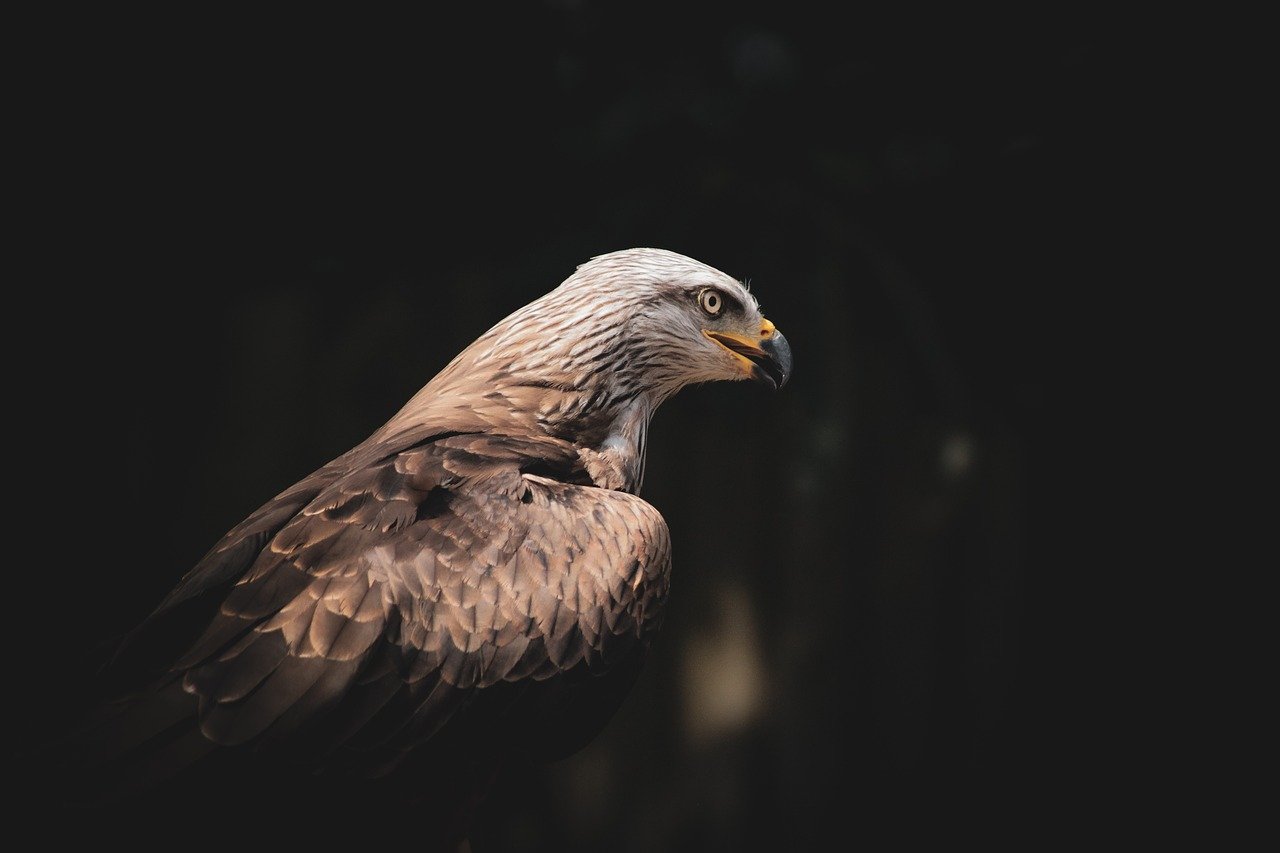 ontdek het behoud van roofvogels en hun habitat. leer hoe we raptorsoorten kunnen beschermen en behouden voor toekomstige generaties. doe mee aan onze inspanningen voor een duurzame natuur.