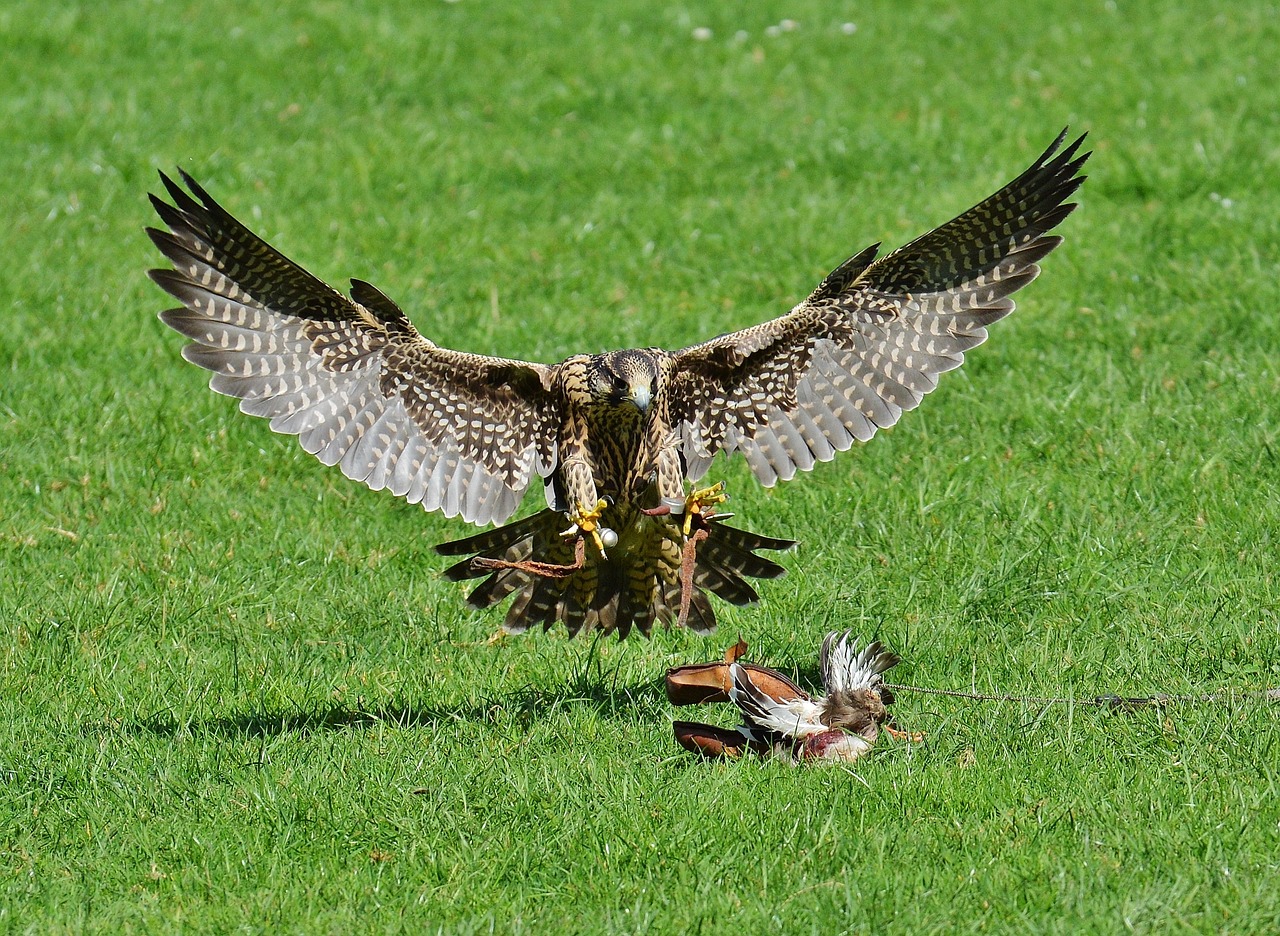 ontdek de fascinerende wereld van roofvogels. leer meer over hun jachttechnieken, leefgebieden en unieke kenmerken. een must voor natuurliefhebbers en ornithologen!