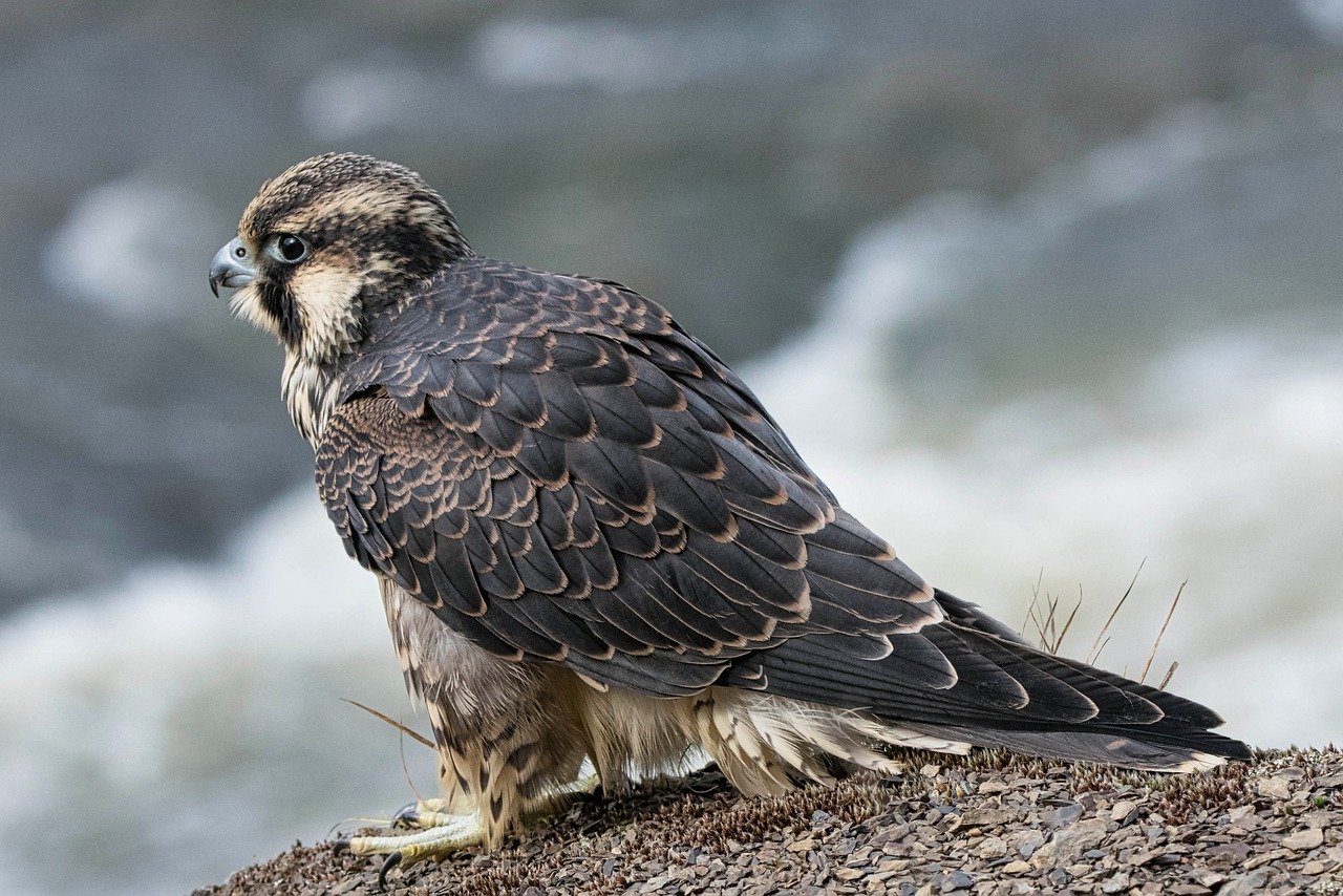 ontdek de fascinerende wereld van roofvogels, van majestueuze arenden tot elegante valken. leer meer over hun jachttechnieken, leefomgeving en de rol die ze spelen in het ecosysteem.