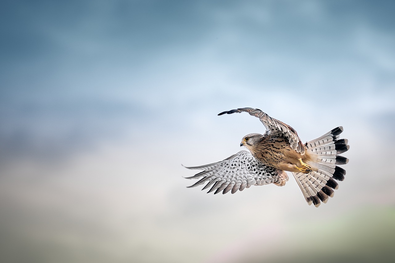 ontdek de fascinerende wereld van roofvogels. leer meer over hun soorten, jachttechnieken en leefgebieden. een must-read voor natuurliefhebbers en vogelspotters!