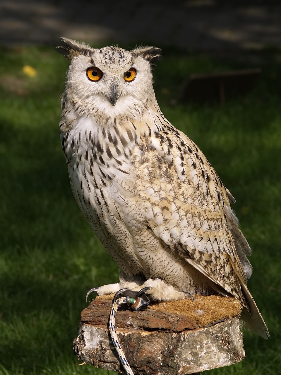 adopteer een uil en geef een nieuwe thuis aan deze fascinerende vogels. ontdek hoe je een uil kunt steunen en de unieke band kunt ervaren die je kunt opbouwen. doe mee aan onze adoptieprogramma's en help bij het behoud van deze prachtige dieren!