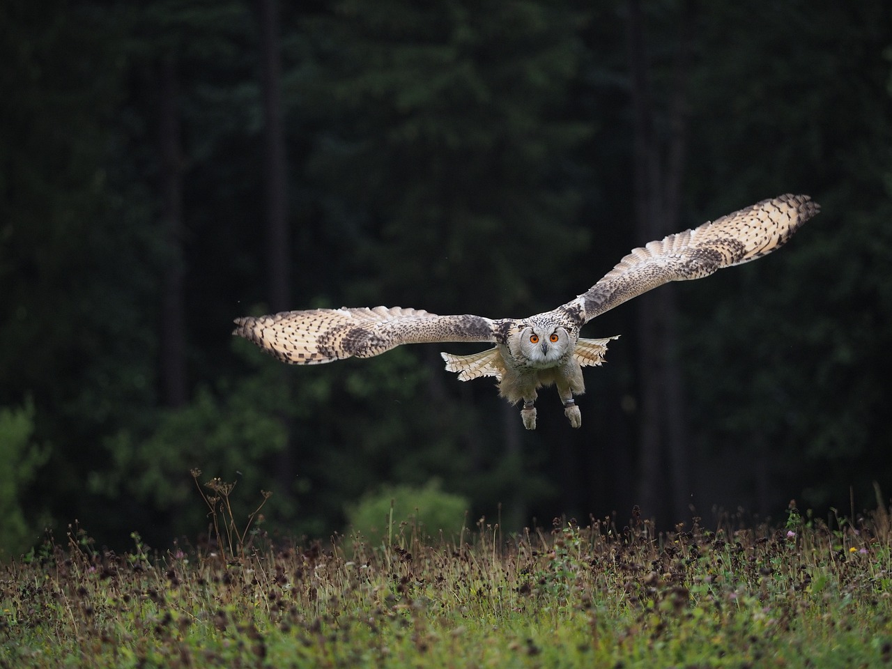 adopteer een uil en word een trotse verzorger van deze fascinerende vogels. ontdek hoe je een verschil kunt maken in hun leven en steun onze inspanningen voor het behoud van uilen. doe mee aan het avontuur van uilenadoptie!