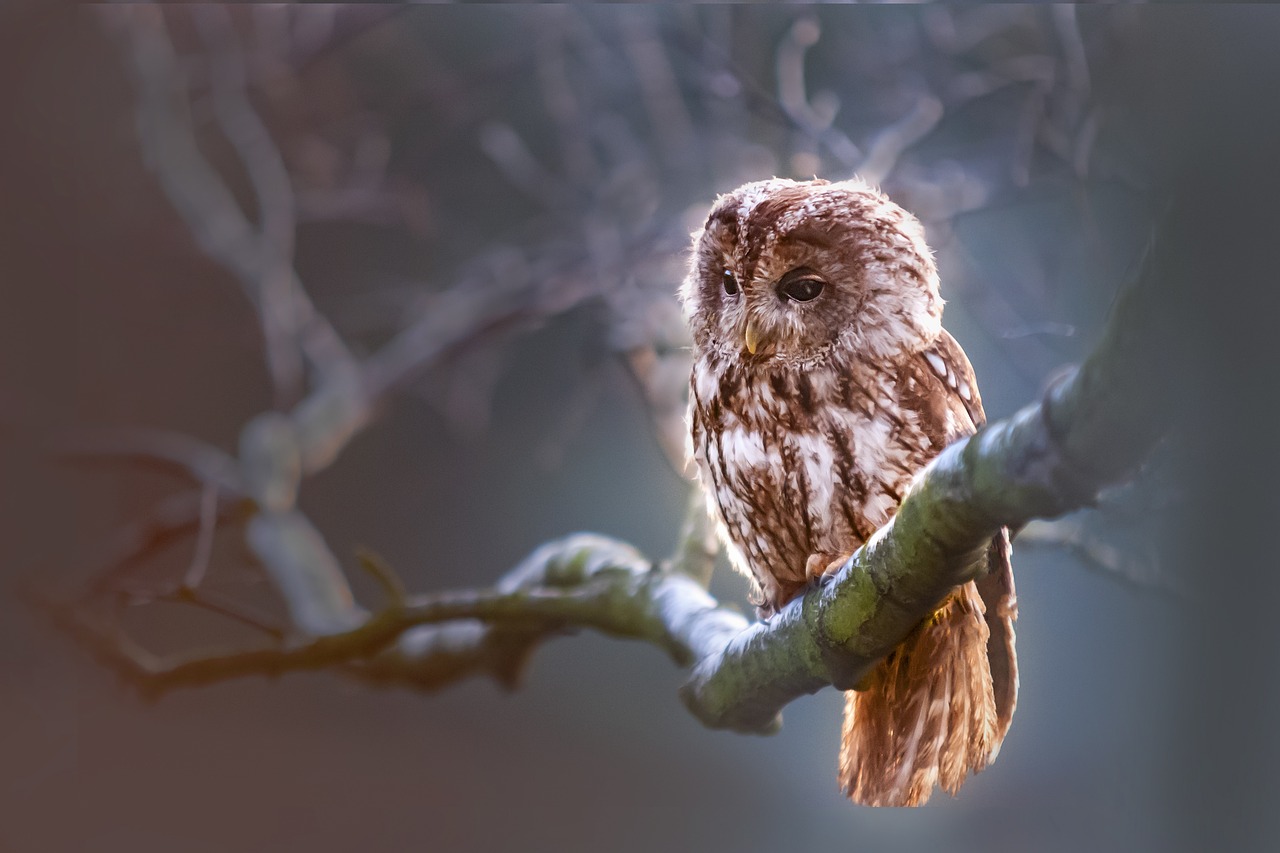 adopteer een uil en ontdek de wonderlijke wereld van deze majestueuze vogels. geef een thuis aan een valkenier, steun hun bescherming en ervaar de nabijheid van deze betoverende dieren.