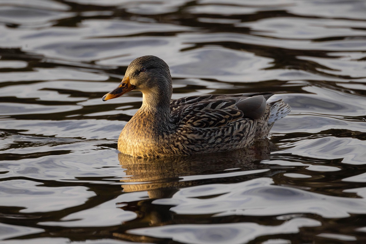 ontdek de fascinerende wereld van vogels met onze gids voor birdwatching. leer alles over de beste locaties, tips en technieken om vogels te observeren en geniet van de natuur als nooit tevoren.